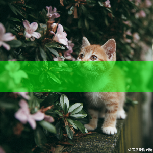 多种阅读模式